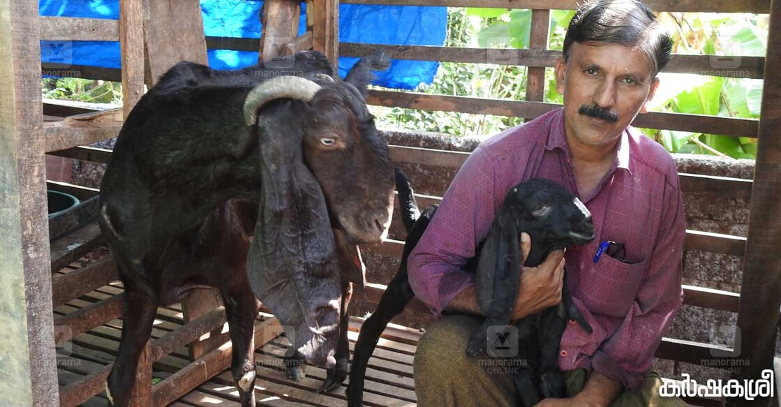 goat-radhakrishnan-1 goat-radhakrishnan-1
