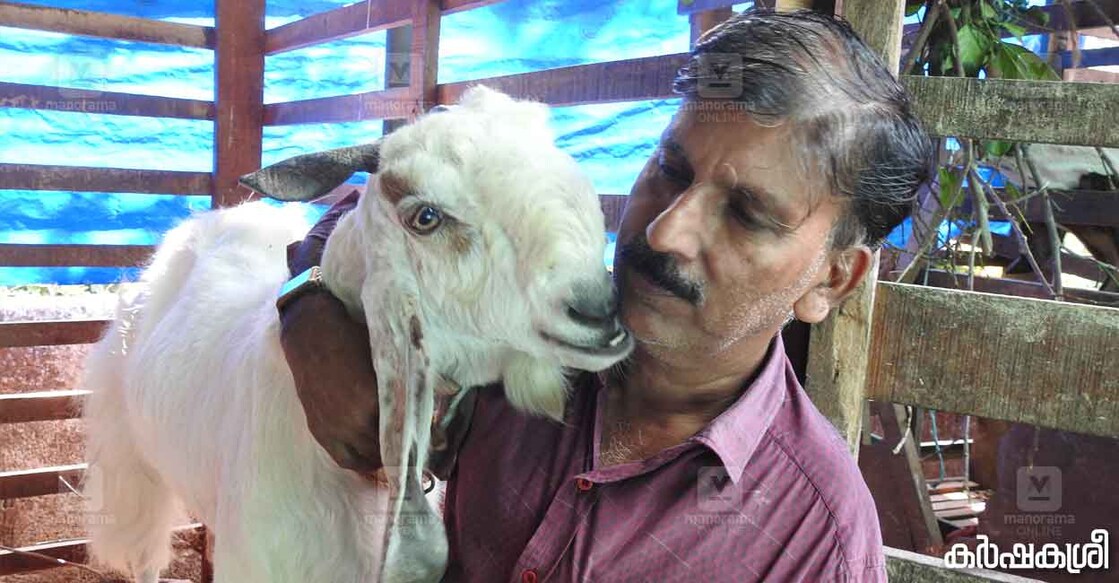 goat-radhakrishnan ജംനാപാരിക്കൊപ്പം രാധാകൃഷ്ണൻ