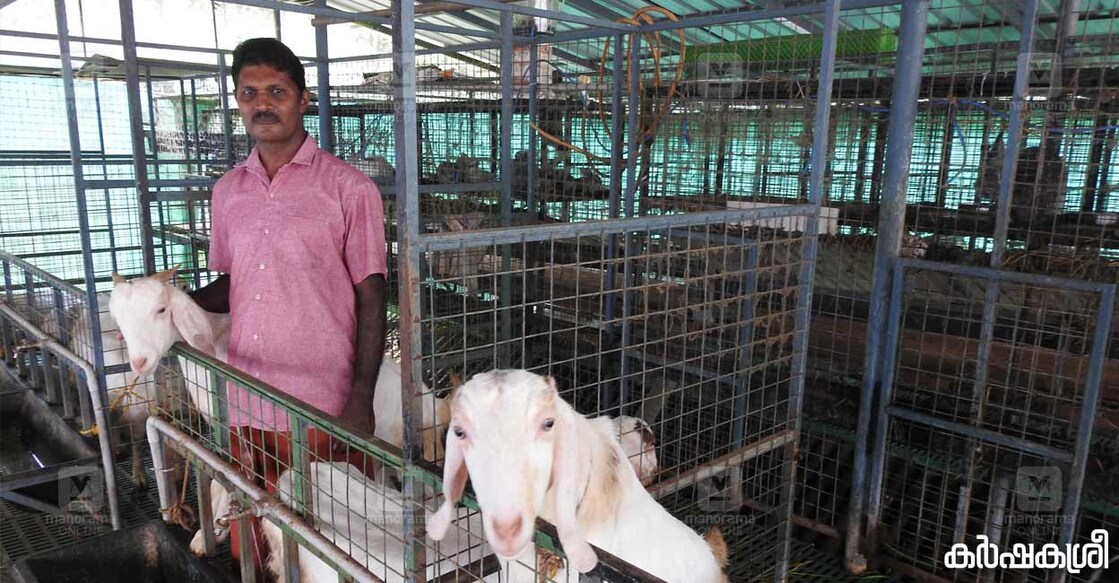 shajan-goat-1 ഷാജൻ