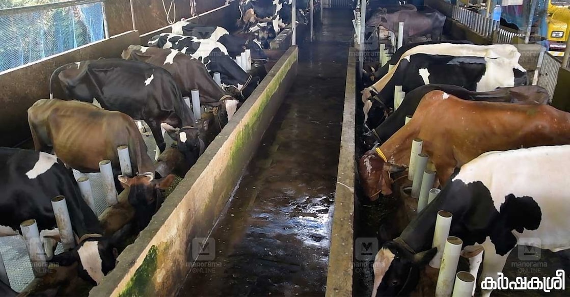 dairy-farm dairy-farm