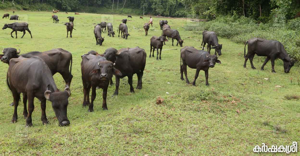 തളർന്നുവീണു കിടപ്പിലാകും, ക്രമേണ മരണം; പോത്തിൻകിടാക്കളുടെ ജീവനെടുത്ത് ...