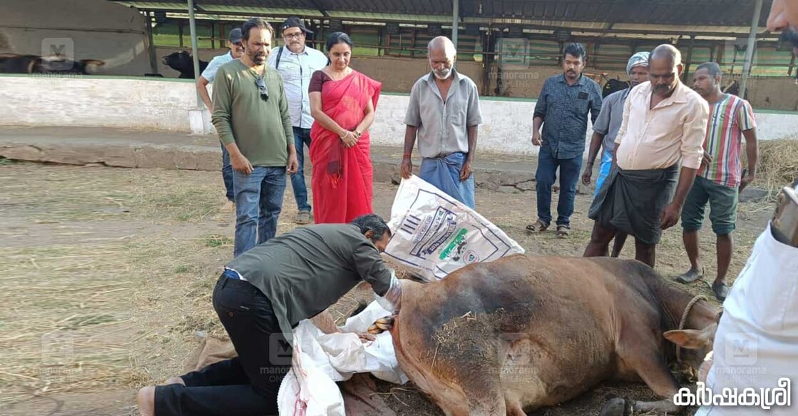 cow-and-calf-1 ഡോ. ജോജു ഡേവീസ് പശുവിന്റെ പ്രസവം കൈകാര്യം ചെയ്യുന്നു
