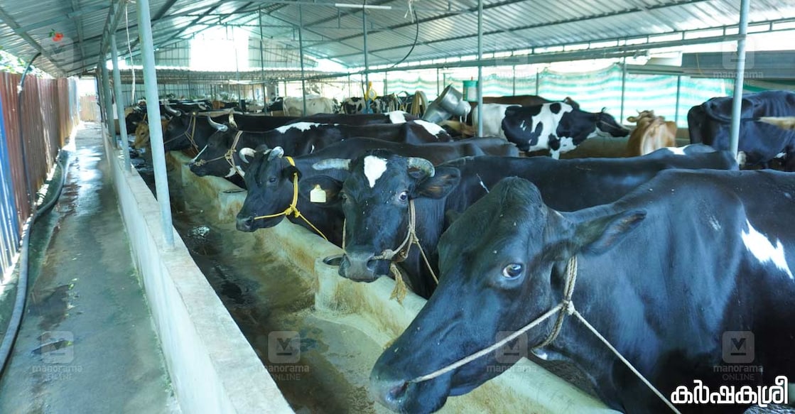 dairy-farm-jins-3 dairy-farm-jins-3