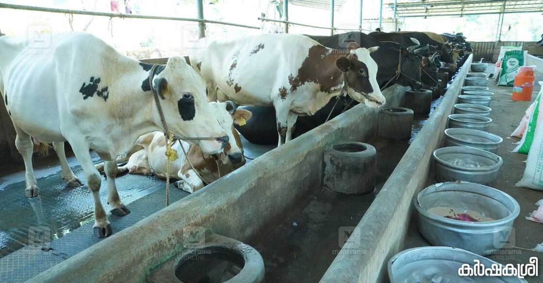 dairy-farm-vimal-2 dairy-farm-vimal-2
