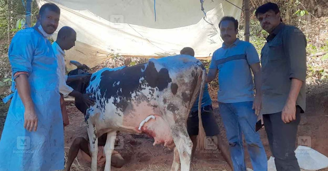 livestock-care-veterinarian-intervention-kannur-02 livestock-care-veterinarian-intervention-kannur-02