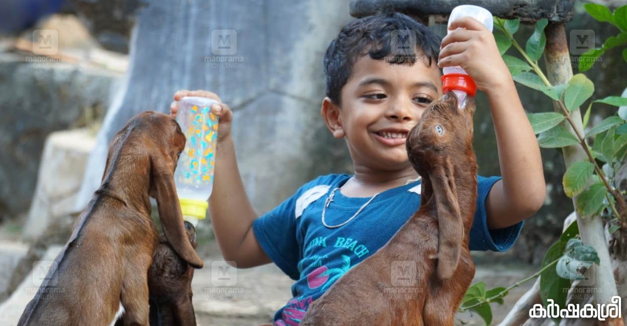 പാൽ അധികമായാൽ ആട്ടിൻകുട്ടികളുടെ ജീവനെടുക്കും: ഇത് ഫ്ലോപ്പി കിഡ് സി ...