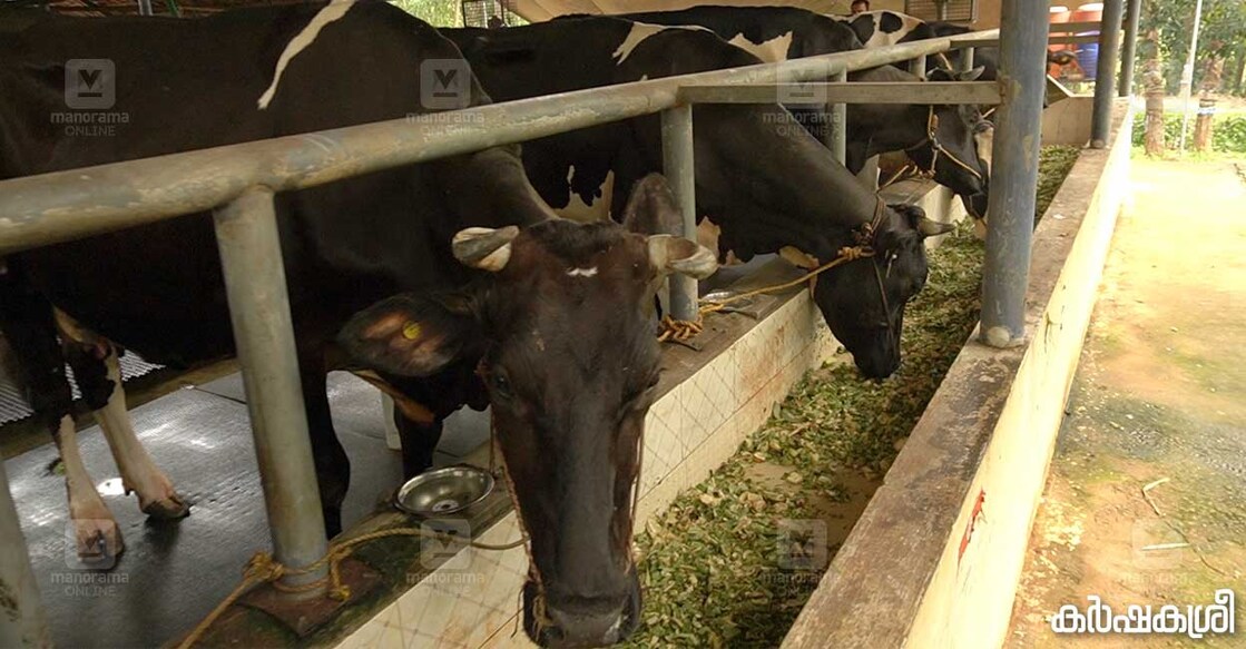 dairy-farm-heat-problem-3