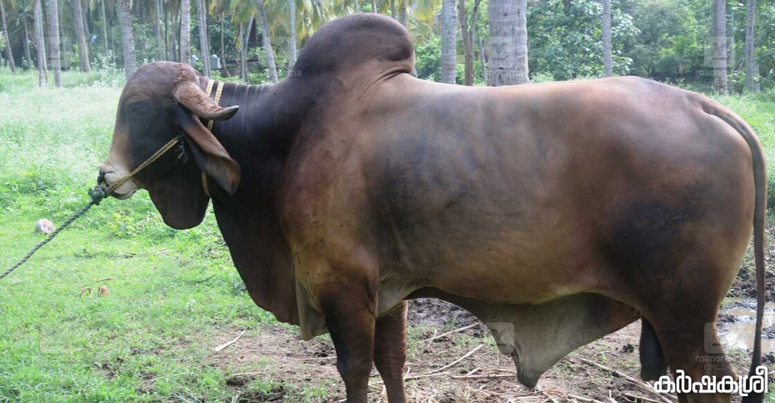 Representational image. Gir bull.