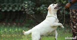 നായ വാലാട്ടുന്നത് സ്നേഹം കൊണ്ടോ? അറിഞ്ഞിരിക്കാം നായ്ക്കളുടെ ശരീരഭാഷ