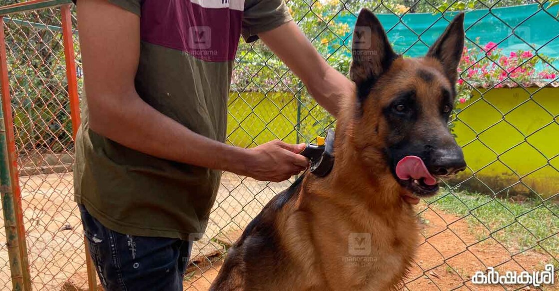pet-dog-rainy-season-care
