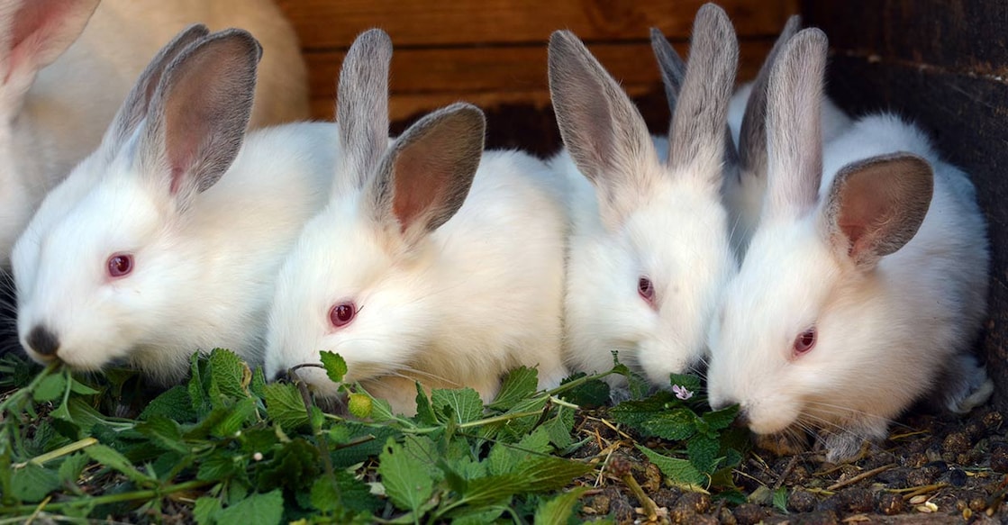image Credit : Orest Lyzhechka / Istockphoto