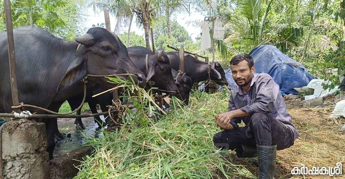 പോത്തുകുട്ടികൾക്കൊപ്പം അജോ