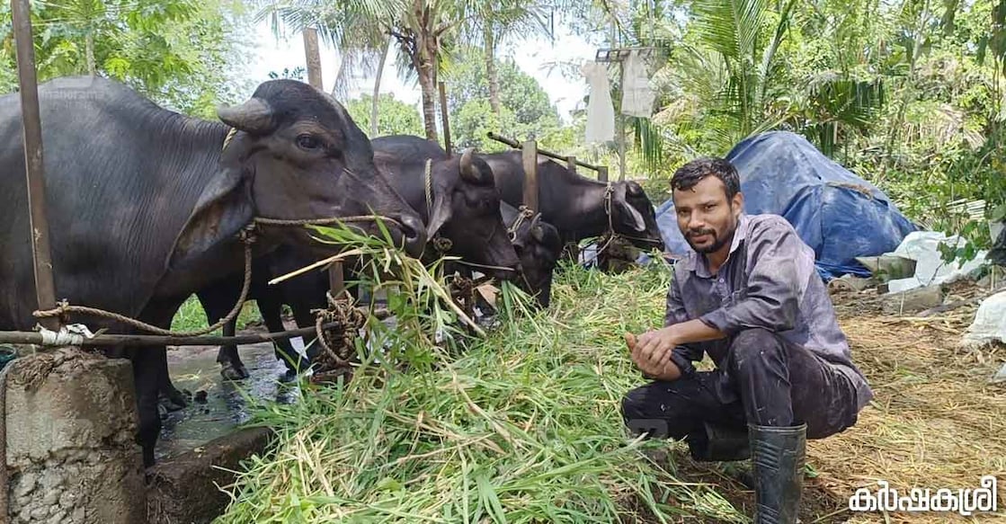buffalo-1 പോത്തുകുട്ടികൾക്കൊപ്പം അജോ