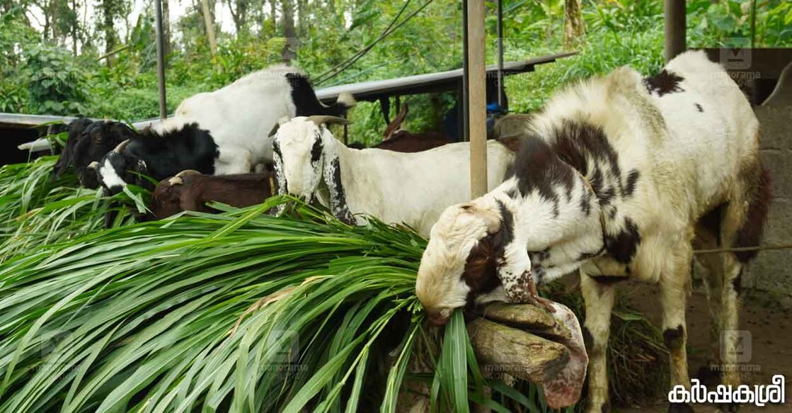 goat-farming