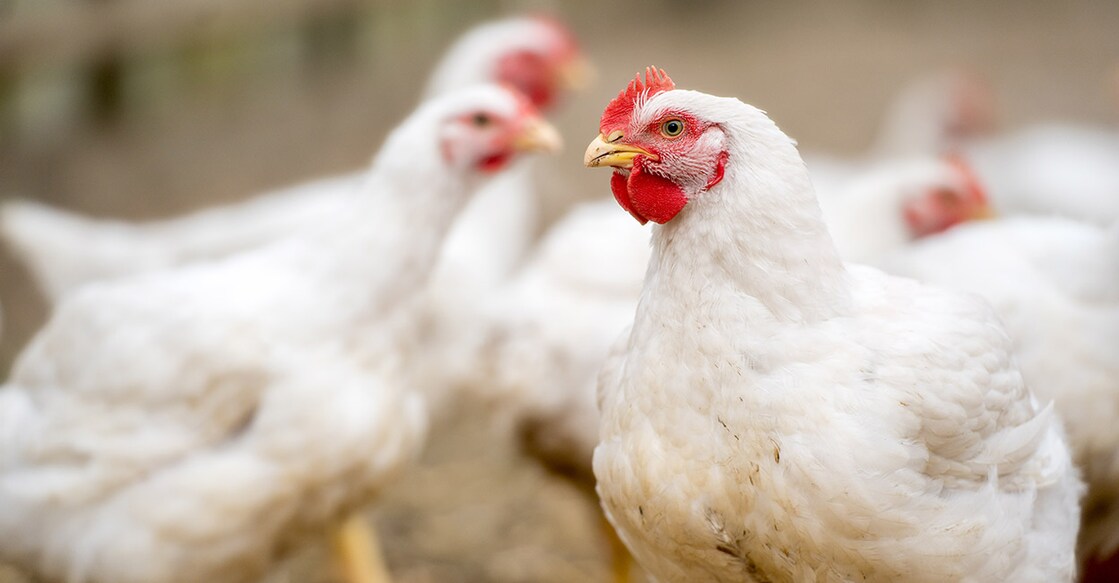 abu-dhabi-shuts-down-poultry-farm