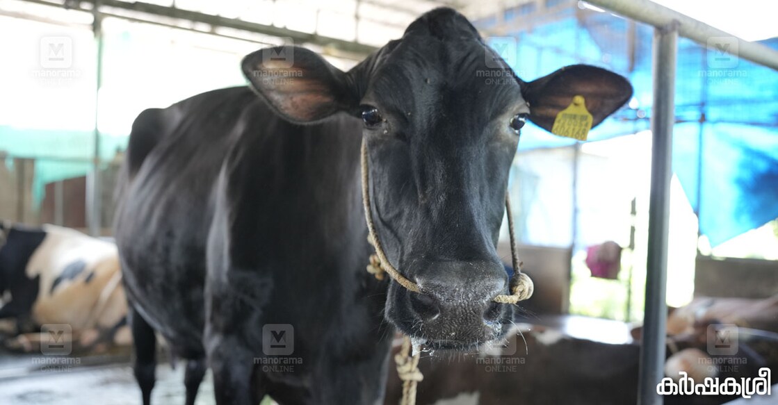 cow-insurance-1