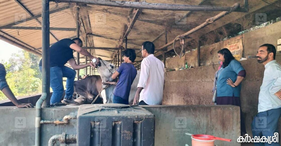 വിഷബാധയേറ്റ പശുവിന് ചികിത്സ നൽകുന്നു