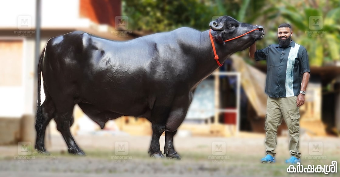 ഖുമാൻ ഖലിക്കൊപ്പം ഷാനവാസ്