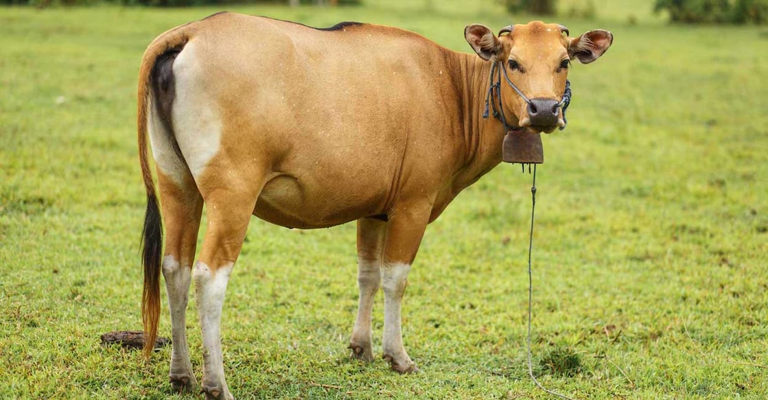bali-cow-1 Credit: Kateryna Kukota/iStockPhoto