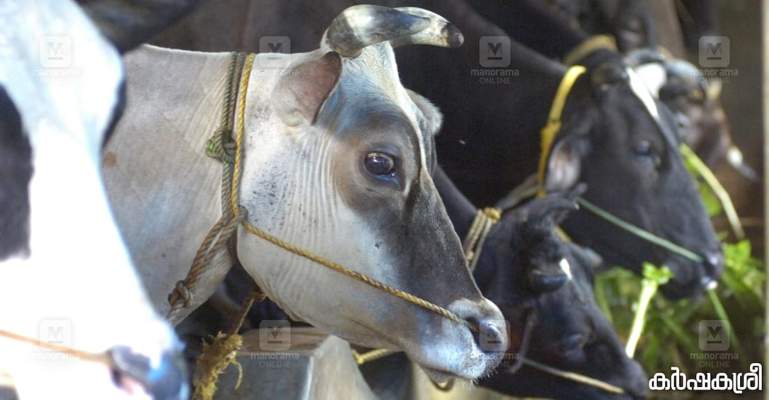 cow-trip-disease cow-trip-disease