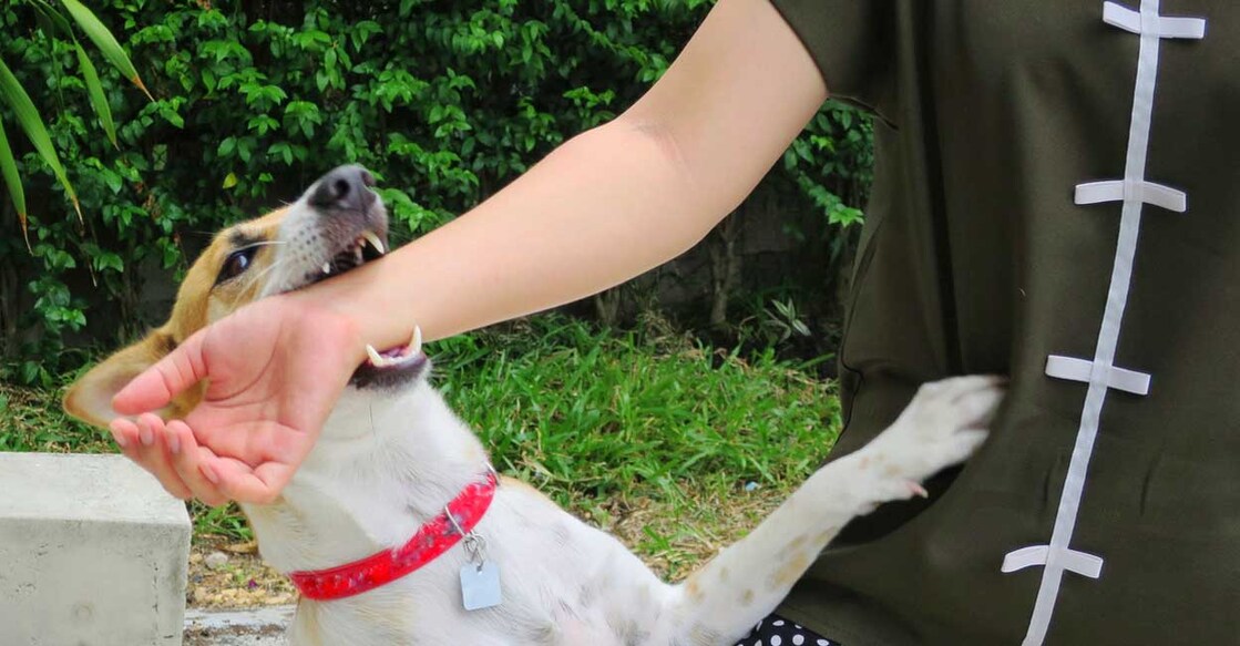 rabies-1 Credit: Aungsumol/iStockPhoto