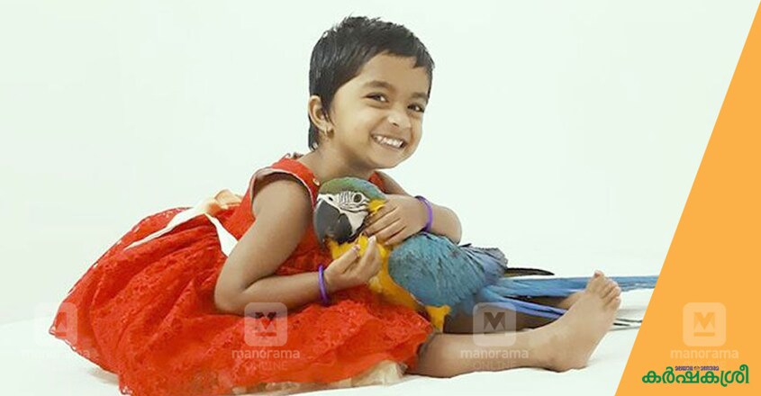 macaw macaw