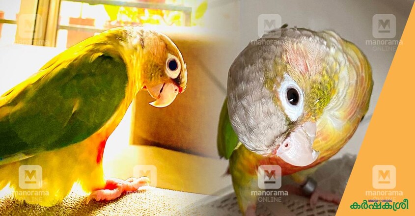 parrot-problem-1 parrot-problem-1