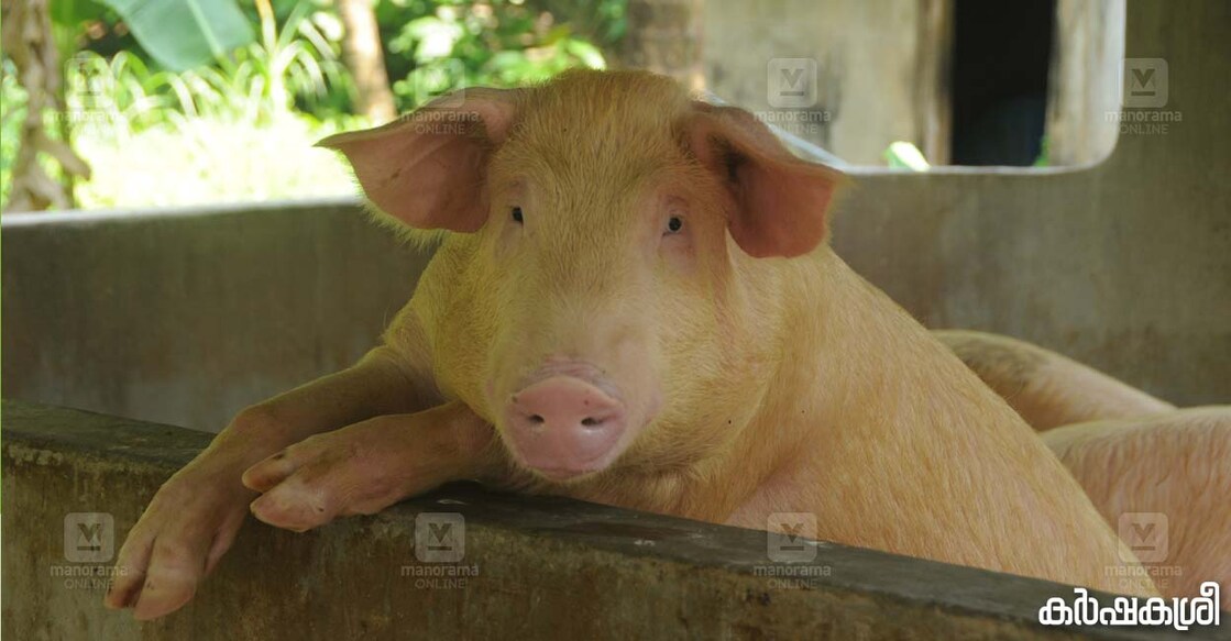 pig-farm-3 pig-farm-3