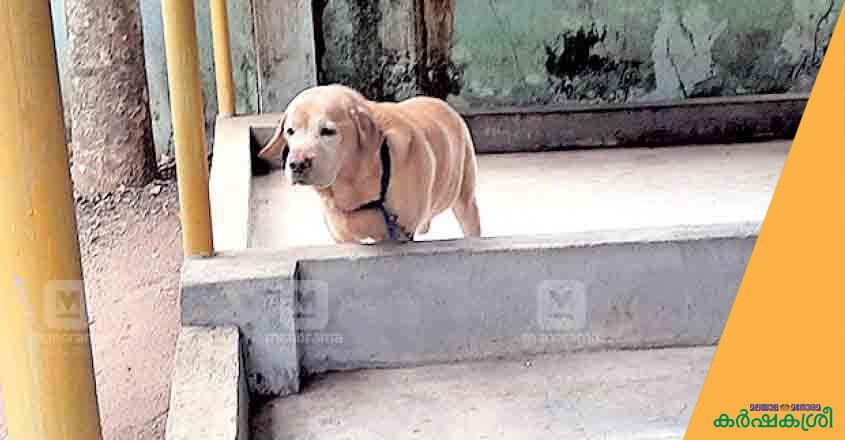 police-dogs-1 police-dogs-1