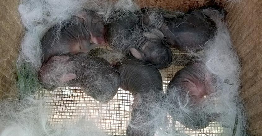 rabbit-3 rabbit-3