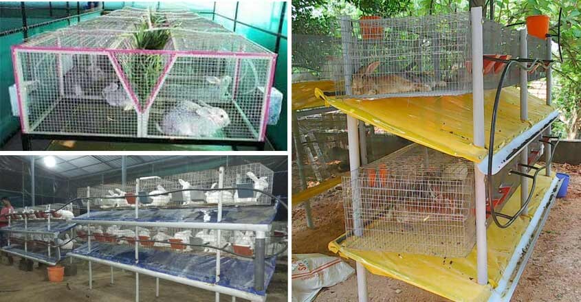 rabbit-shed rabbit-shed