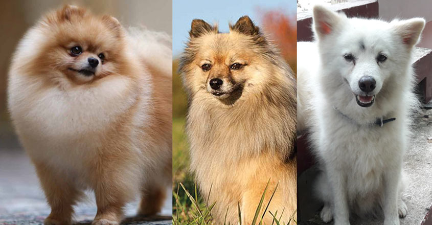 spitz spitz