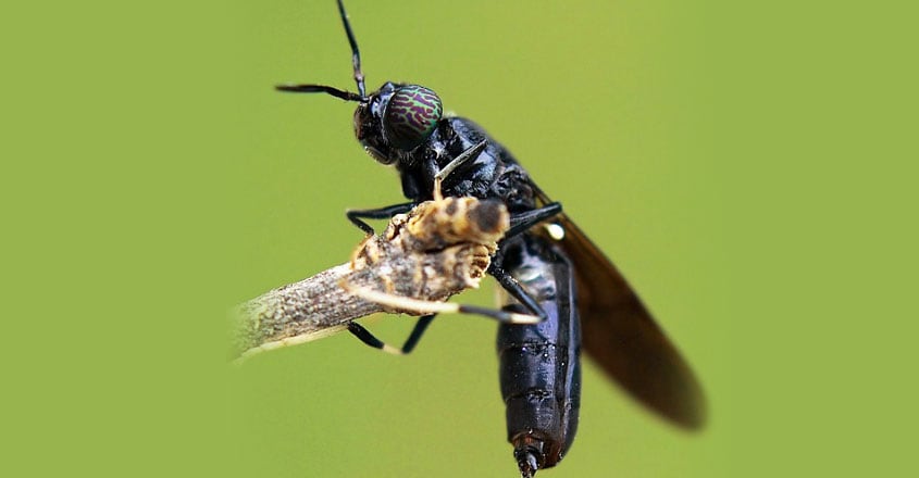 black-soldier-fly black-soldier-fly