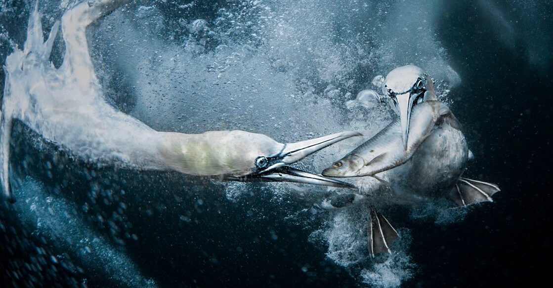 Underwater Gannets ഗ്രാൻഡ് പ്രൈസ് ജേതാവായ ട്രേസി ലണ്ടിന്റെ ചിത്രം (യുകെ) Image Credit: www.worldnaturephotographyawards.com