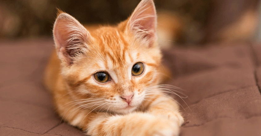 pet-cat pet-cat