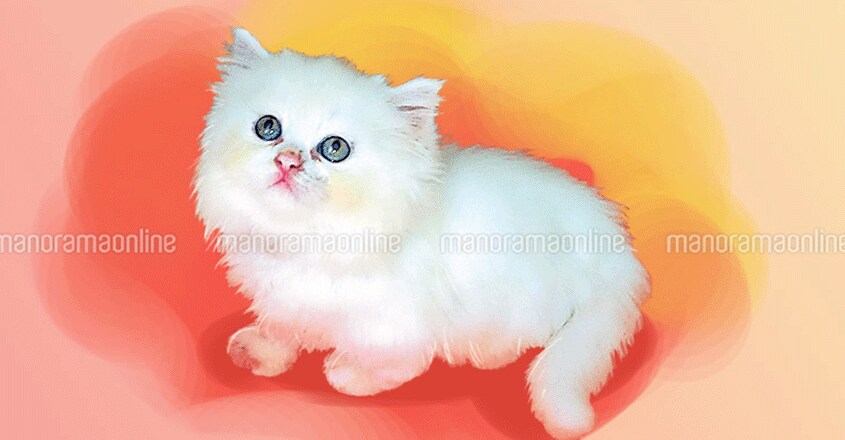 white-cat white-cat