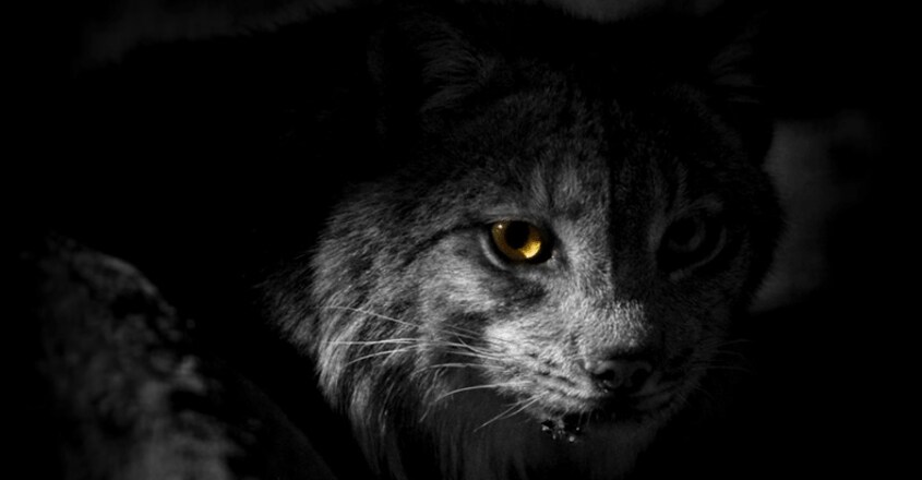wild-cat-4488 wild-cat-4488