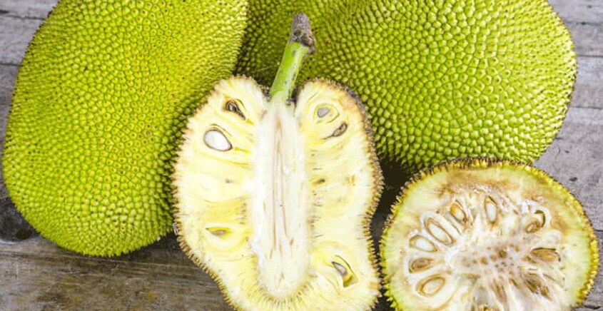 jack-fruit-33 jack-fruit-33