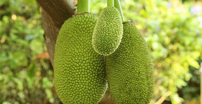 jack-fruit-44 jack-fruit-44