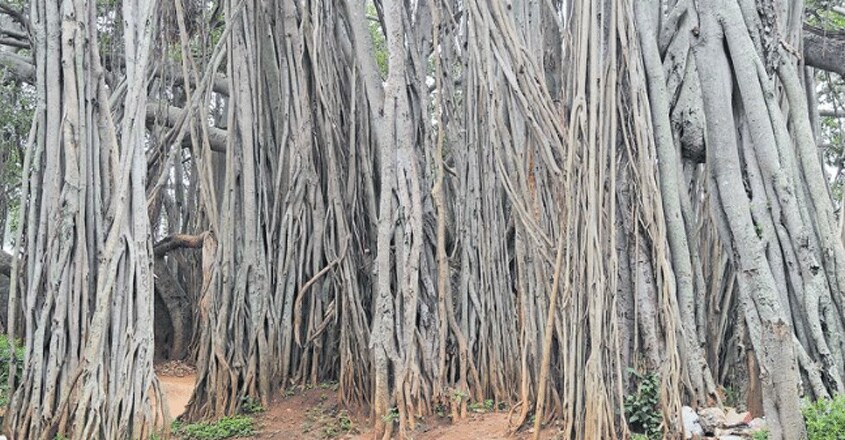 banyan-tree-003 banyan-tree-003