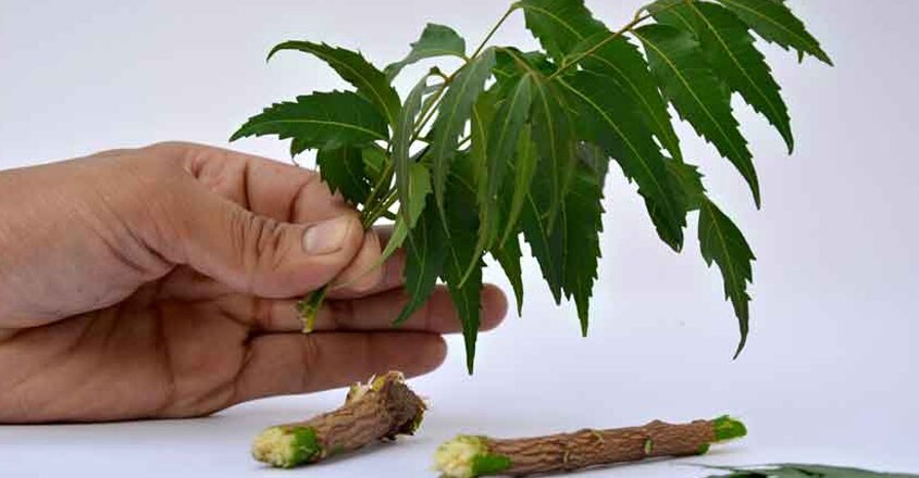 വേപ്പ്മര ഗാഥ (കഥ) വേപ്പ്മര ഗാഥ (കഥ)