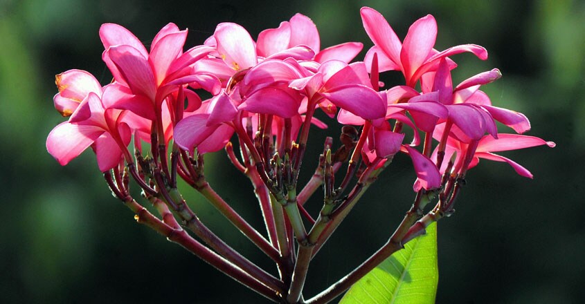 ചെമ്പകപ്പൂക്കൾ (കഥ) ചെമ്പകപ്പൂക്കൾ (കഥ)