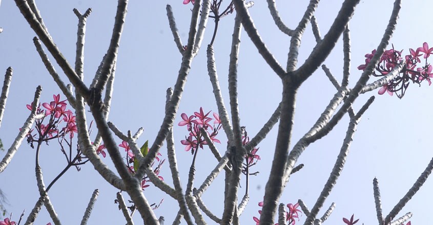 ചെമ്പകപ്പൂക്കൾ (കഥ) ചെമ്പകപ്പൂക്കൾ (കഥ)