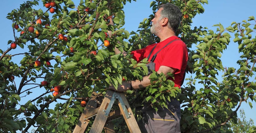 farmer-picking-apricot