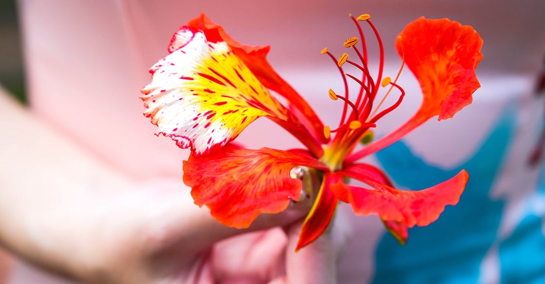 liu-yu-shan-Shutterstock-gulmohar liu-yu-shan-Shutterstock-gulmohar