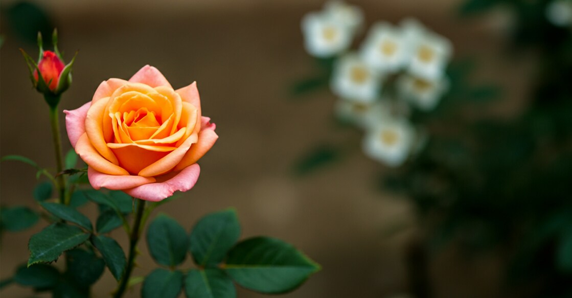 nandi-dinathile-vadamalarukal-poem-written-by-ac-george