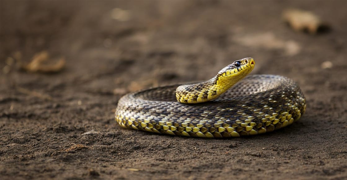 snake-mm-ai-l snake-mm-ai-l