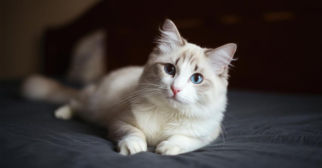 cute-cat-mm-ai-l cute-cat-mm-ai-l
