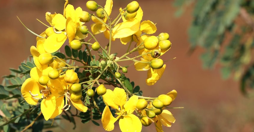 aavaram-flower aavaram-flower