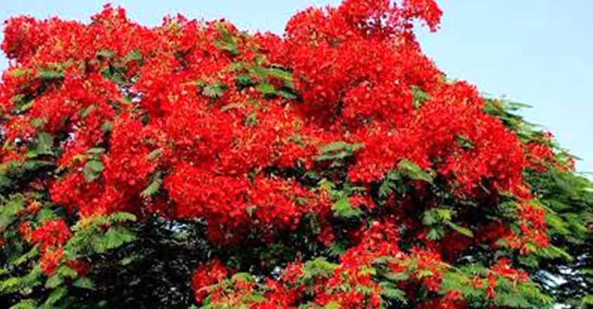 gulmohar-flower gulmohar-flower
